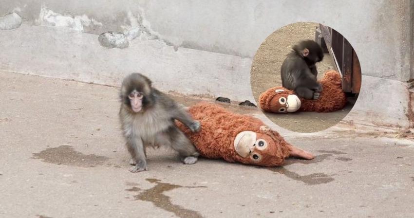 Punch el macaco abandonado