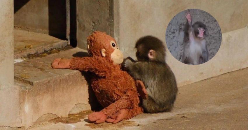 Punch el mono aprendió a despedirse del público y su adorable gesto ya es viral