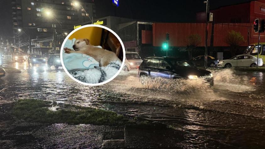 Alcalde de Quillón adopta a cachorra rescatada durante el sistema frontal