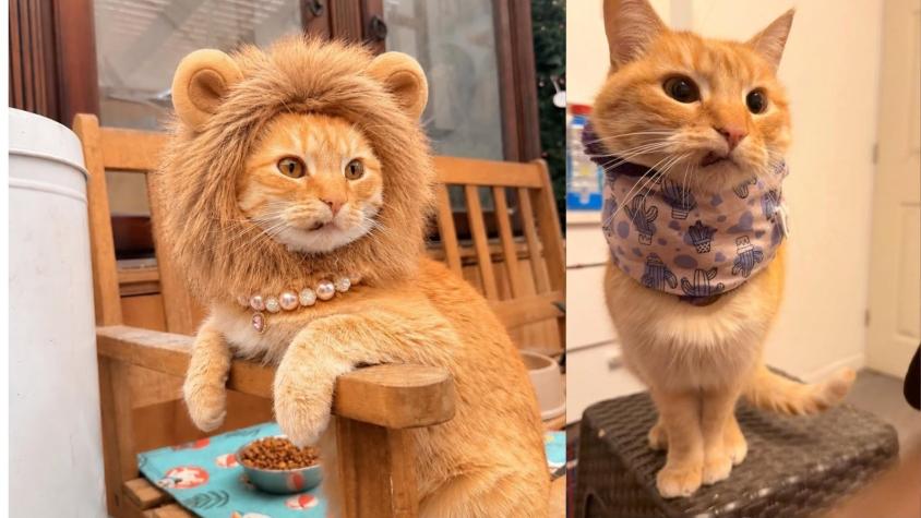 Instagram - la insólita historia de Minimishi, la gata que pasea con arnés y saluda a sus vecinos