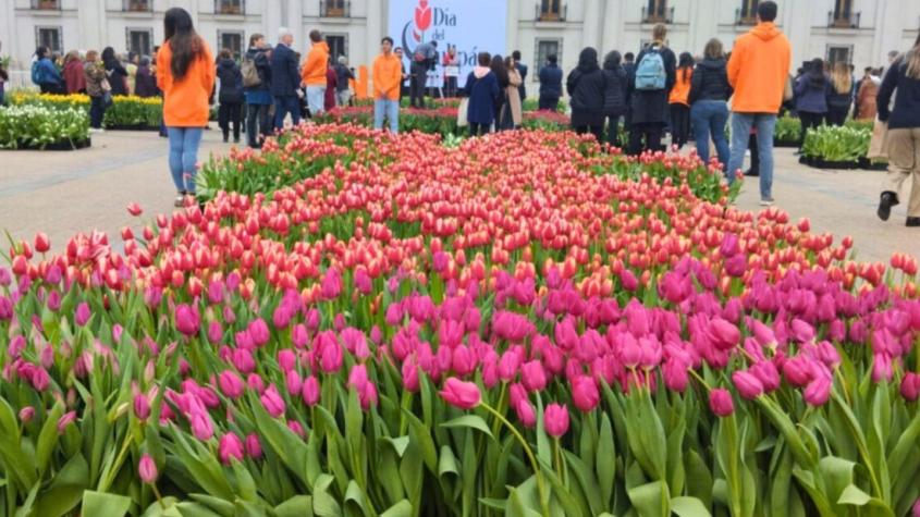 Día del Tulipán