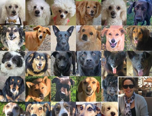 Chilena ha adoptado 46 perros abandonados: "acá llegan a ser felices”