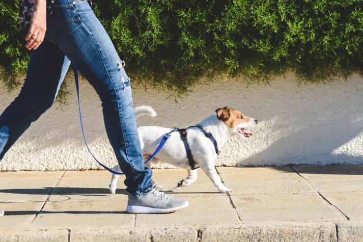 "Covid", "Mascarilla" o "Pandemio": chilenos eligen particulares nombres para sus mascotas