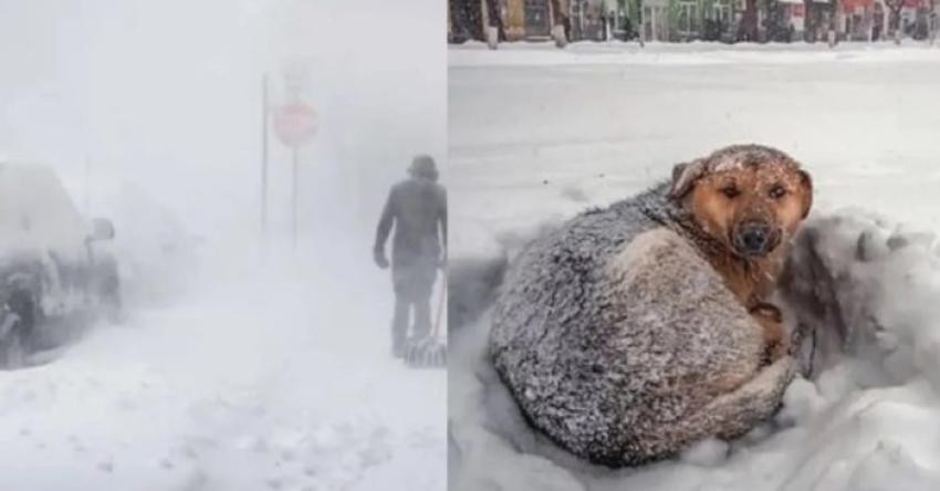 “Es un milagro”: Niña de 10 años sobrevive a tormenta de nieve abrazada a un perro callejero en Rusia