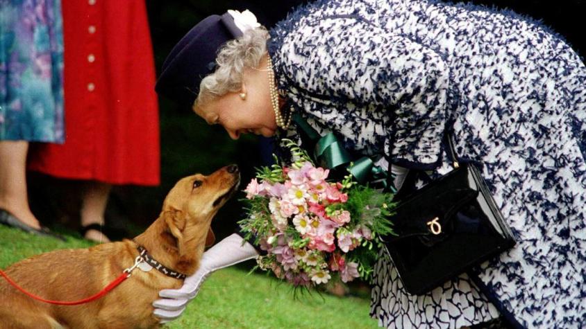 El destino de los perros de la reina Isabel II