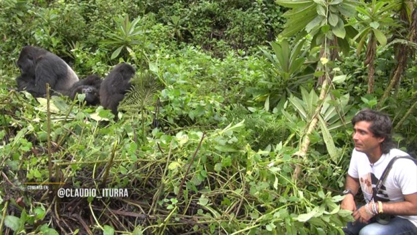 La aventura de Claudio para ver a los gorilas