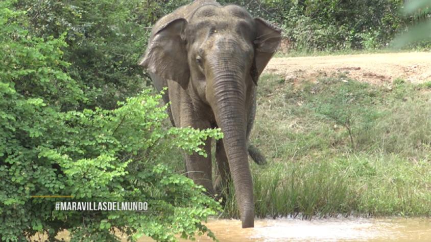 Mira como vive este precioso elefante