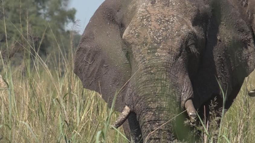 Después de una gran búsqueda encontró a los elefantes