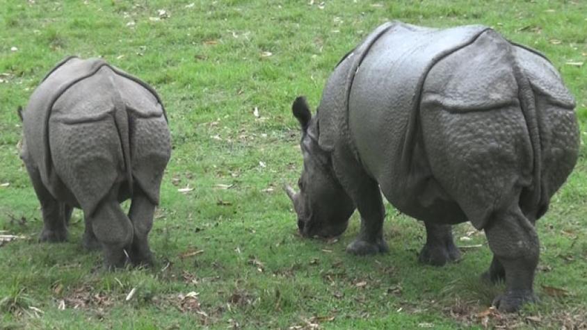 Claudio estuvo a centímetros de los rinocerontes 