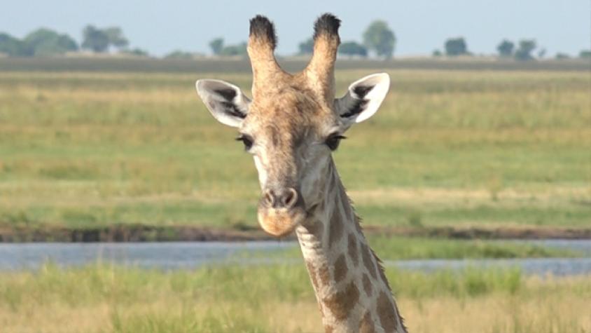 Claudio se revolucionó con estas jirafas