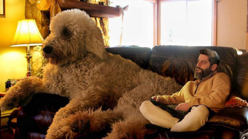 Fotógrafo hizo famoso a su perro gigante en Instagram