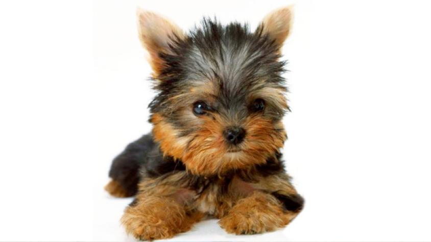 Aquí el ranking de los 10 cachorros más tiernos de la web