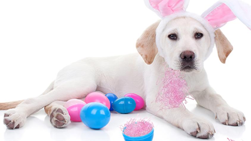 Los huevitos de pascua pueden ser un peligro para tu mascota