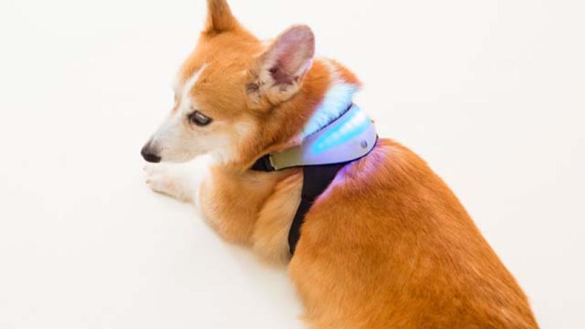 Crean dispositivo para saber qué sienten los perros
