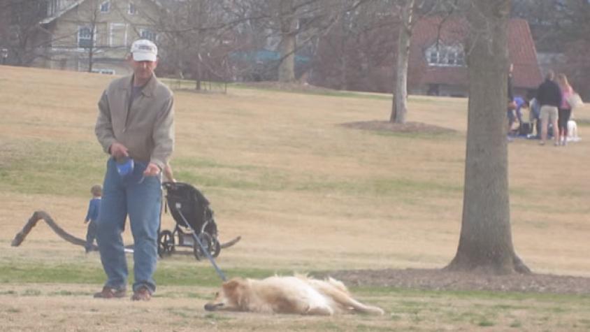 Perro se hace el muerto para que su dueño no lo saque del parque