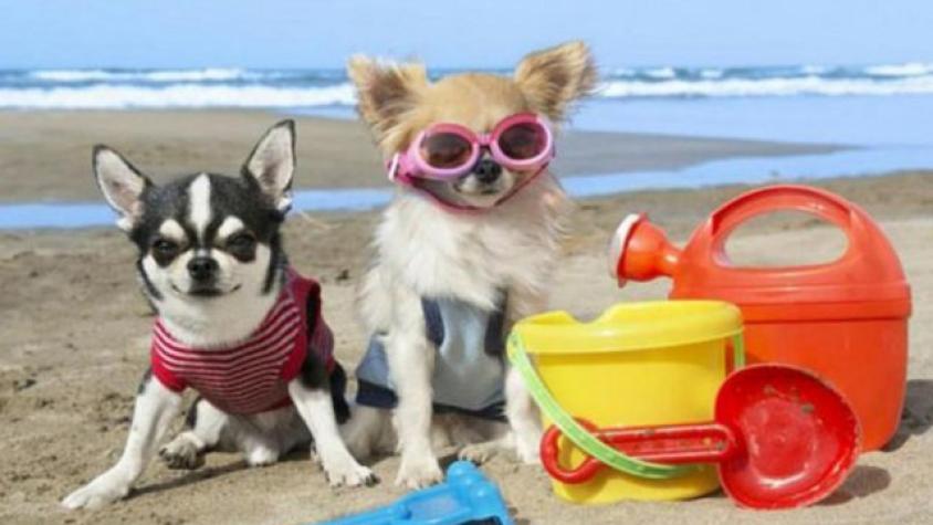En Argentina se inaugura una playa exclusiva para perros