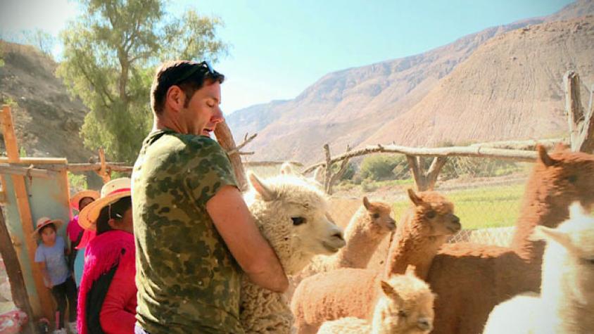 ¡Pancho ayudó a atrapar una Alpaca!