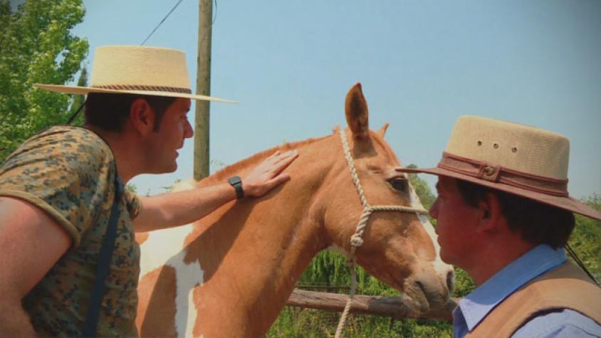 Conoce a "Mantelito" el caballo que viajó junto a Pancho