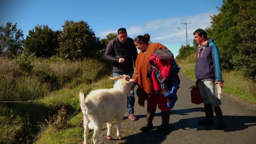 Mira el chivo que se hizo amigo de Pancho