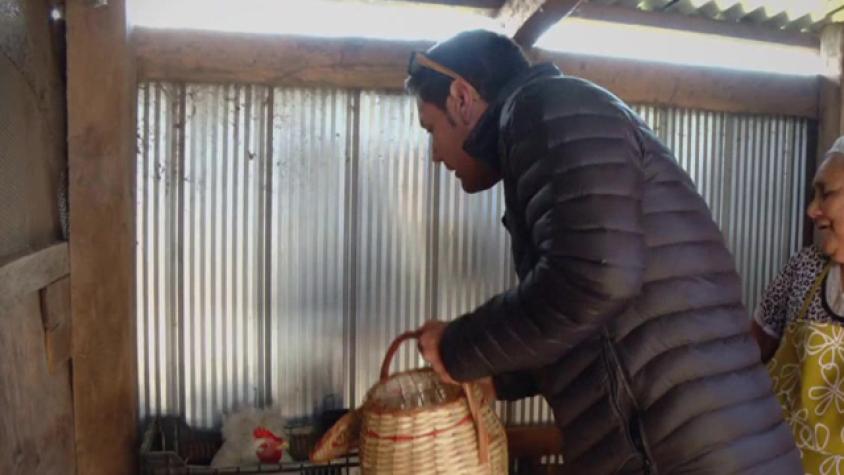 Pancho se asustó con las gallinas de la señora Rosa