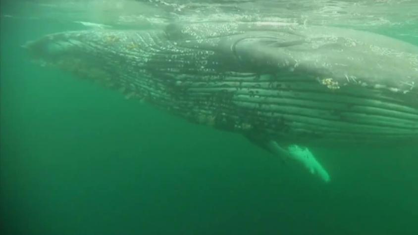Este es el maravilloso buceo de Pancho con las ballenas