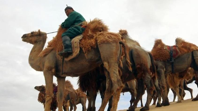 Mira el alucinante viaje de Jorge en camello