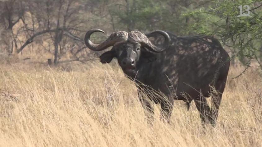Claudio alucinó con los imponentes búfalos de Tanzania 