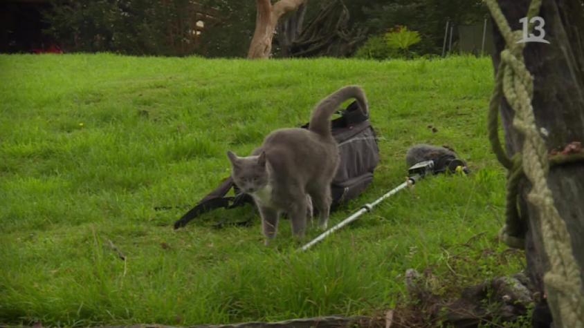 ¡Este gato marcó territorio en la mochila del drone que acompaña a Pancho en sus viajes!