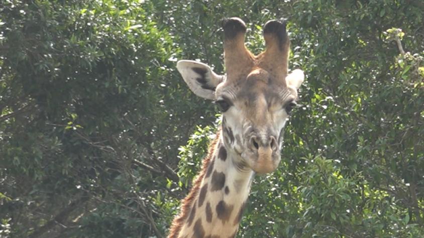 Claudio se emocionó al estar tan cerca de estas jirafas