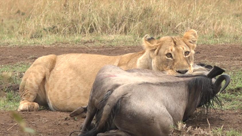 Maravillas del Mundo / Tercera Temporada / Cap 4 / Safari en la Reserva Masai Mara, Kenia