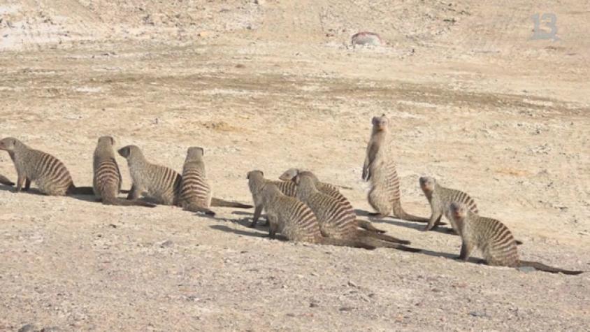 La suricatas le dieron la bienvenida a Claudio 