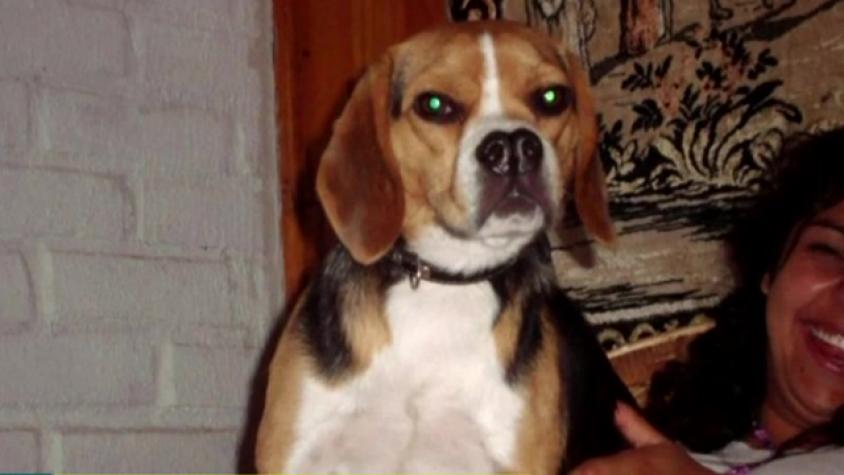 Vecino habría matado a golpes a un perrito en Puente Alto