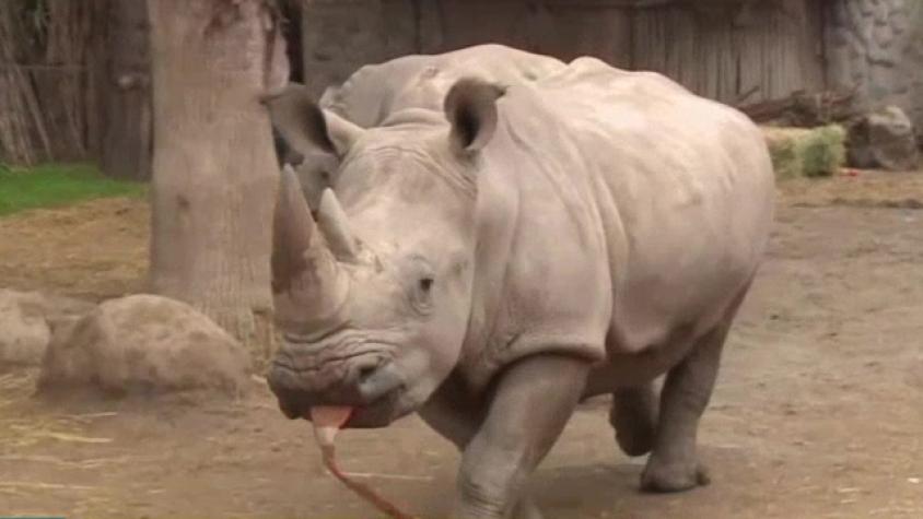 Kika y Nacho fueron al Buin Zoo a celebrar a “Pantaleón”