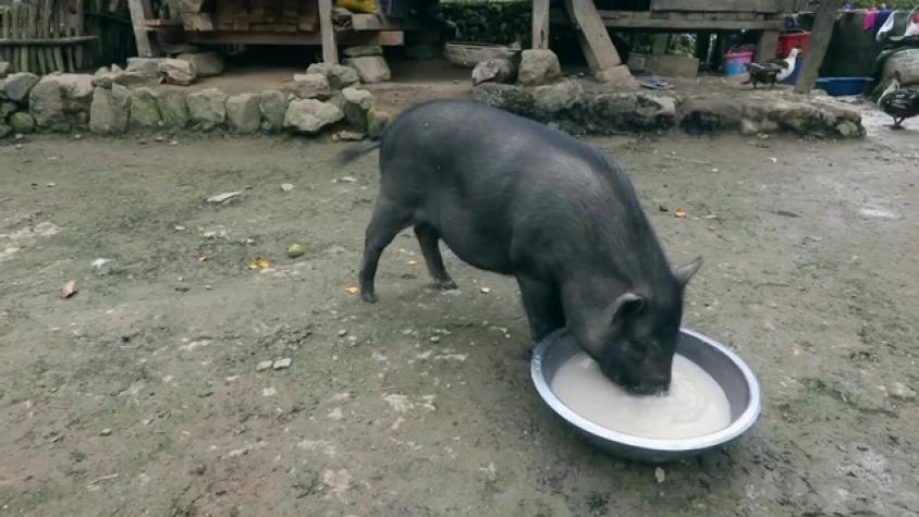 Jorge exploró el pueblo de los cerdos 