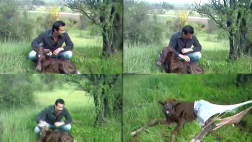 ¡Registro inédito! Felipe Camiroaga asistió parto de una yegua 