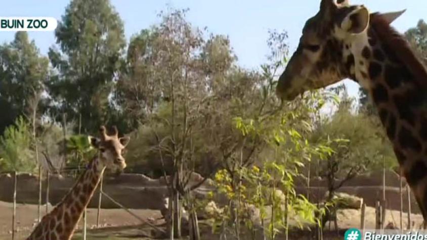 Nacho Pop se fue a conocer a las jirafas del Buin Zoo