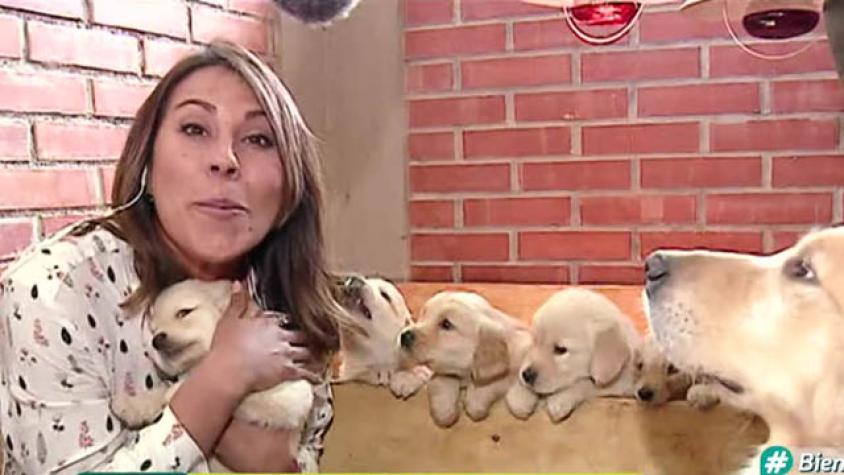 Estos perritos se robarán las miradas en la Parada Militar