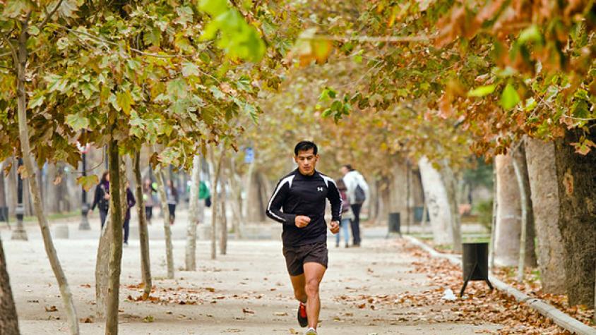 Ley arbolito: ¿Será el fin del plátano oriental?