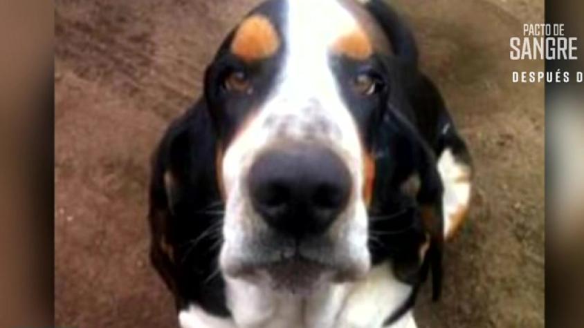 Ofrecen insólita recompensa por perro perdido