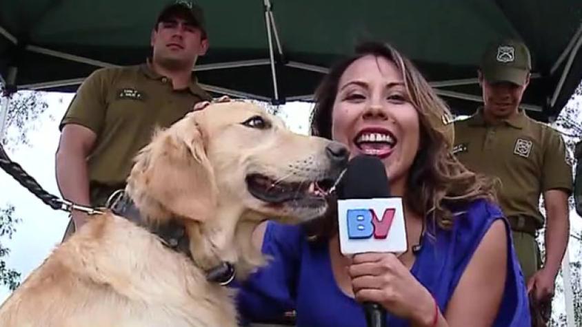 Marilyn acompañó a perritos policiales en su primera misión