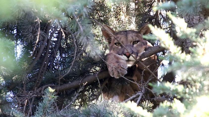Intenso operativo para rescatar a puma en Lo Barnechea