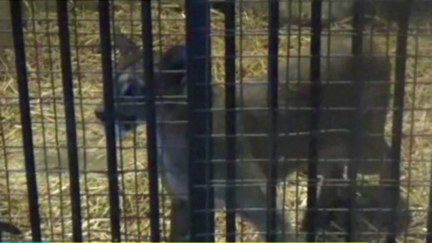 Exitoso rescate del puma de Lo Barnechea