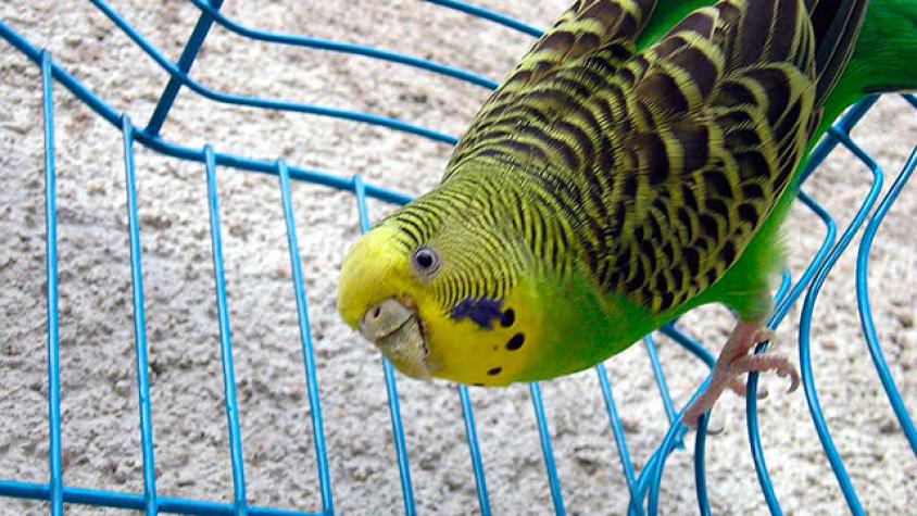 “Adiós Chimuelo”: el video que enternece las redes sociales