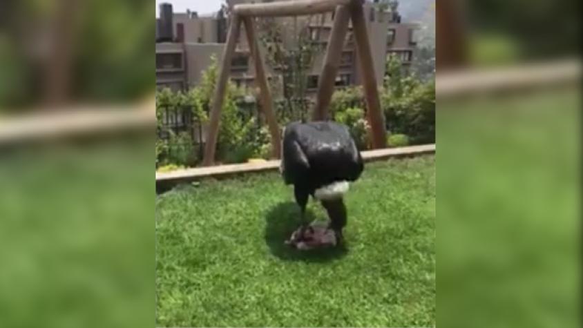 ¡Increíble! Cóndor se comió la carne del asado