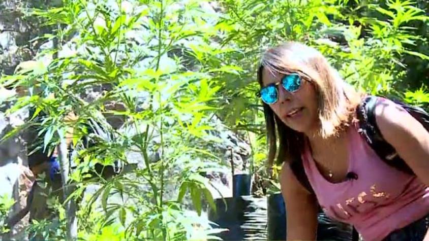 BV estuvo en operativo de decomiso de plantaciones de Marihuana