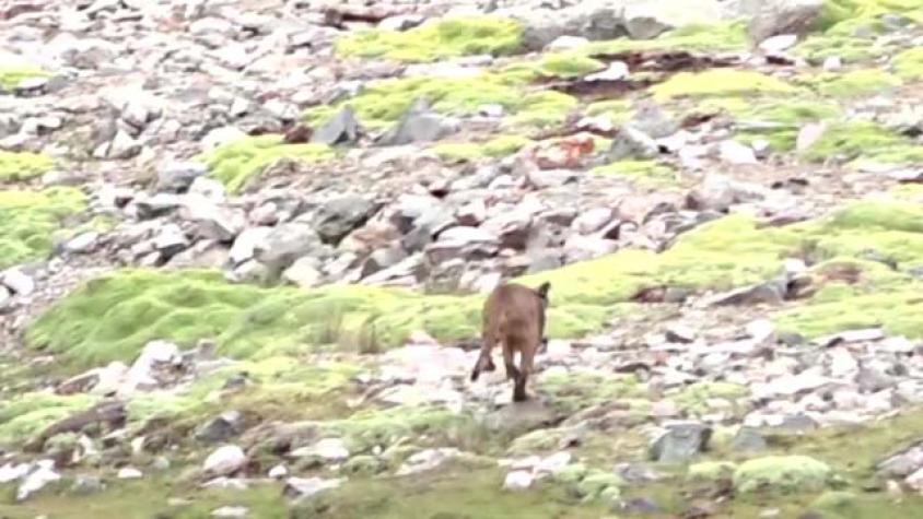 Puma de Lo Barnechea fue liberado en la cordillera