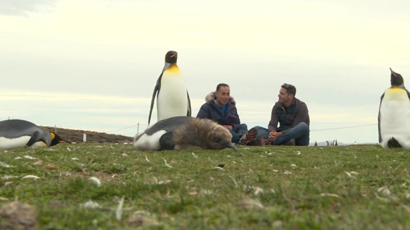 ¡Pancho convivió con una colonia de pingüinos rey!
