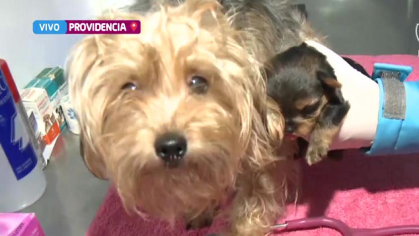 Encontraron un criadero ilegal con 80 animales encerrados 