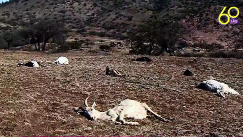 Chile sufre la peor sequía de su historia