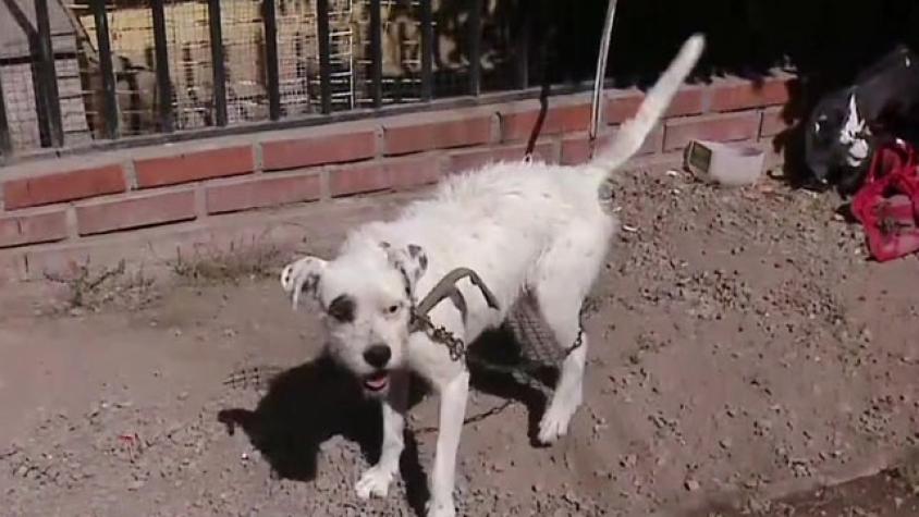 Denuncia en Puente Alto: Arrendatarios se fueron y dejaron a perro abandonado